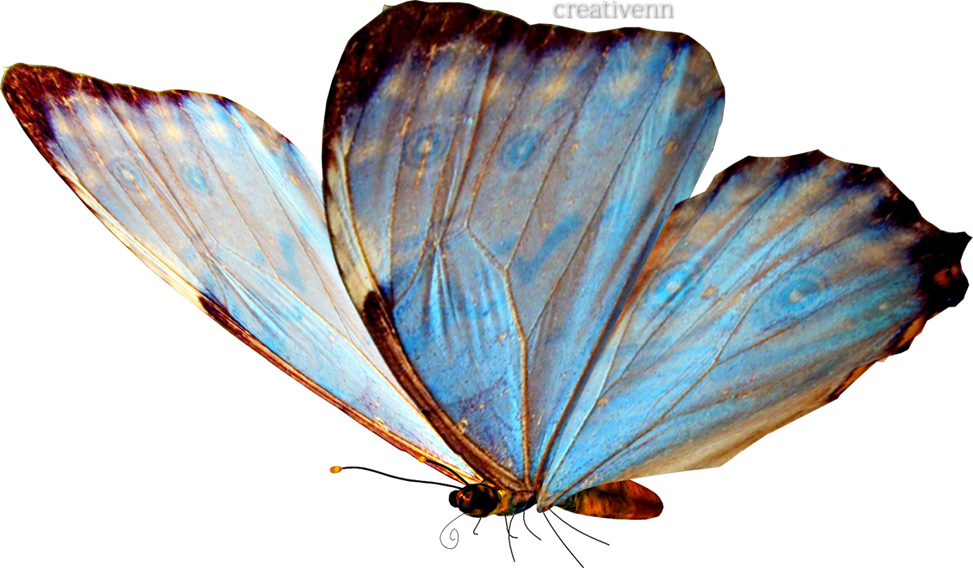 Morpho Aurora